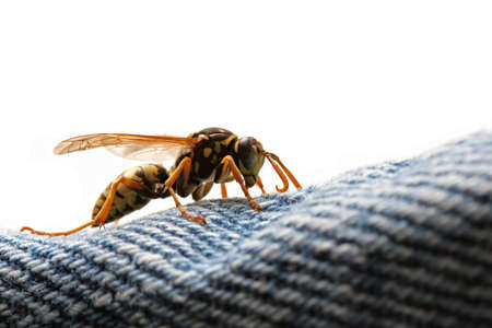 wasp macro, lurking over a pair of blue jeans. shot over white with copyspace and shallow depth of field.の写真素材