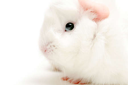 white guinea pig cloesup, shot highkey over whiteの写真素材