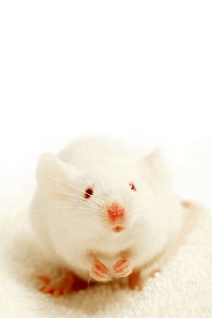 white mouse, on white towel, on white background, begging for cheese. highkey macro with focus on the eyes.の写真素材