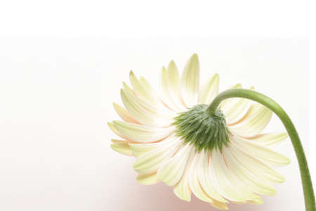 shy gerbera daisy. closeup with copyspace, shot over white with shadow.の写真素材