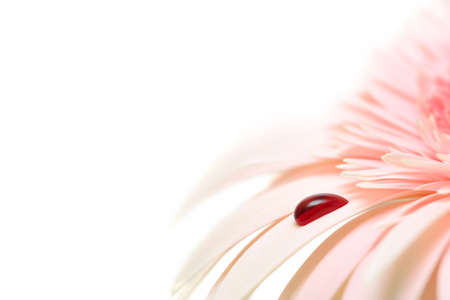 bleeding daisy - drop of blood (artificial) on the petal of a soft pink gerbera daisy. macro over white with shallow depth of field and focus on drop.の写真素材