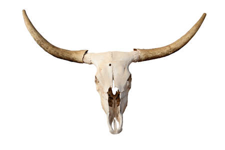 steer skull isolated - closeup of longhorn skullの写真素材