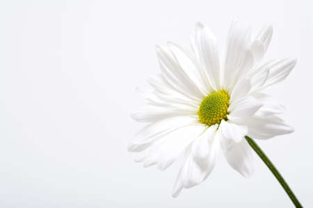 white daisy macro in highkeyの写真素材