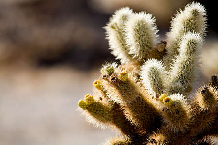 cactus detail - cholla cactus in the cholla cactus garden, joshua tree national park, california. shallow depth of field with focus on pair of blooms in image centerの写真素材