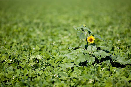 sunflower stands out amongst the cropの写真素材