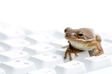 frog on keyboard - green tree frog macro on highkey keyboard. macro with limited depth of field, focus on eye.の写真素材
