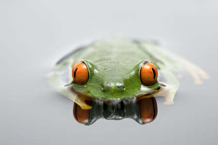 frog in water. red-eyed tree frog in shallow water with reflection, shallow depth of field with focus on eyes.の写真素材