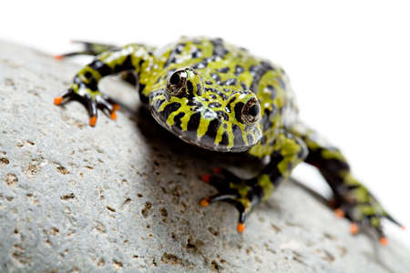 frog on rock. fire-bellied toad on white with shallow depth of field, focus on eyes.の写真素材