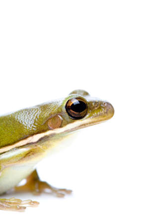 green tree frog on white, from the side. macro with limited depth of field, focus on eye.の写真素材