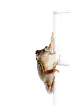 frog clinging to a glass of water, isolated on white with copyspace. green treefrog.の写真素材