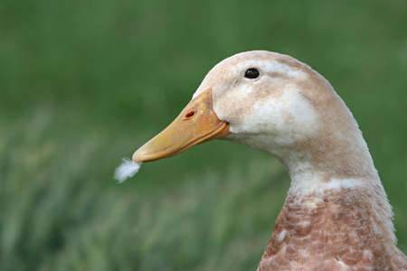 guilty - goose with feather sticking out of its billの写真素材