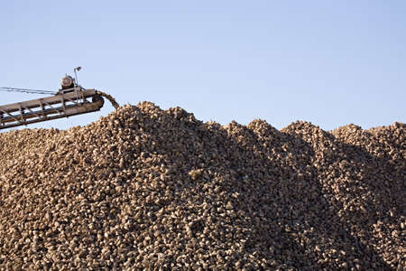 sugar beet being collected after harvestの写真素材