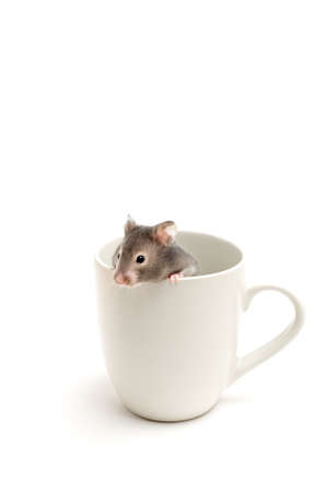 hamster peeking out of a white coffee cup, closeup isolated on whiteの写真素材