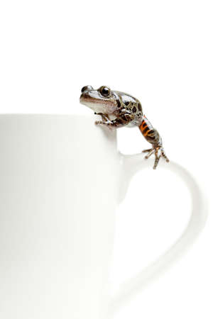 frog climbing around on a coffee cup, macro isolated on whiteの写真素材