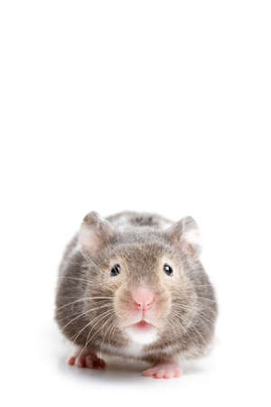 hamster looking into camera, macro isolated on white, limited dof with focus on eyesの写真素材