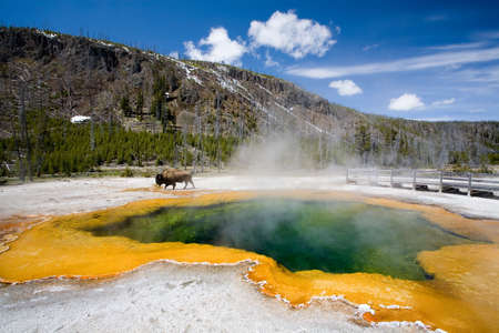 yellowstone national park - the emerald pool with bison roaming in backgroundの写真素材