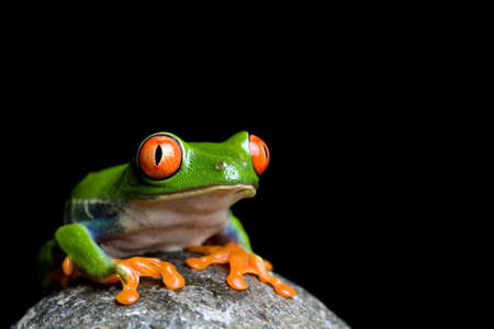 tree frog on a rock. a tropical red-eyed tree frog (Agalychnis callidryas) macro isolated on blackの写真素材