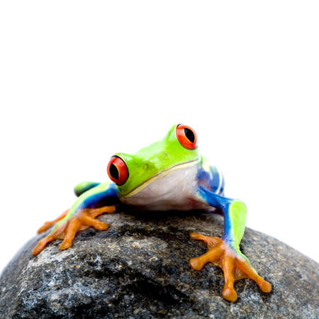 frog on a rock, a red-eyed tree frog (Agalychnis callidryas) closeup isolated on white, square cropの写真素材