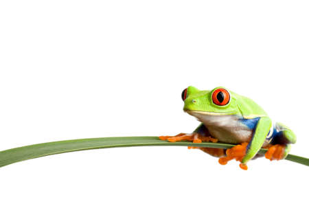 frog on a leaf - a red-eyed tree frog (agalychnis callidryas) closeup, sitting on a long leaf,...