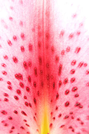 lily background, an extreme macro of a petal, highkey with limited dofの写真素材
