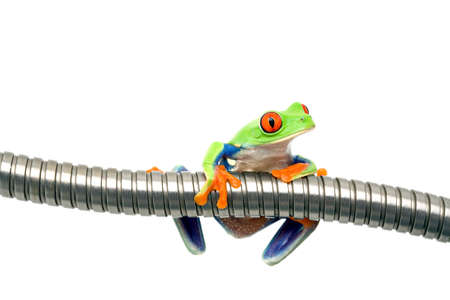 frog on metal isolated on white - a red-eyed tree frog (Agalychnis callidryas) closeup
