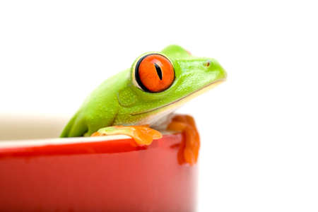 frog in a pot isolated on white - a red-eyed tree frog (Agalychnis callidryas) closeup, focus on eyeの写真素材