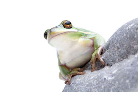 green tree frog isolated on whiteの写真素材