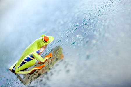 frog climbing up wet glass plane, a red-eyed tree frog (Agalychnis callidryas) closeupの写真素材
