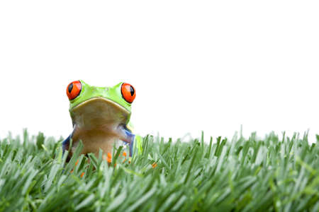 frog in the grass, a red-eyed tree frog closeup isolated on whiteの写真素材