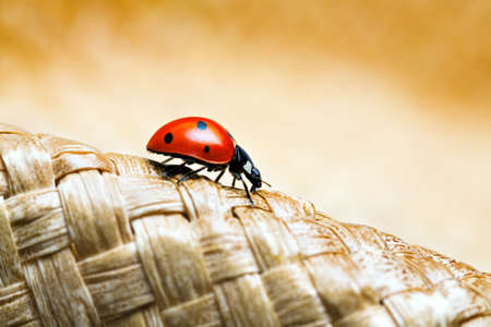 ladybug macro crawling on a woven hatの写真素材