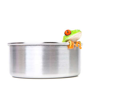 frog in a cooking pot closeup isolated on white - red-eyed tree frog (Agalychnis callidryas)の写真素材