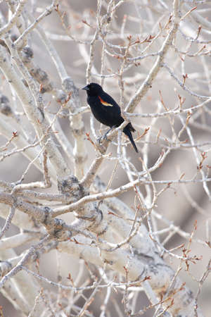 red-winged blackbird sitting in a bare tree
