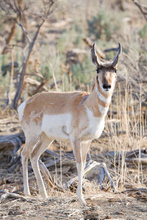 antelope in the wild close up, somewhere along the Wyoming-Montana borderの写真素材
