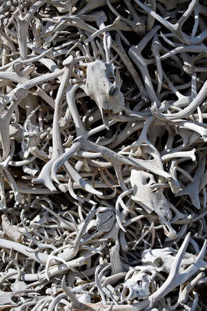 bones background - various animal skulls and antlers stackedの写真素材