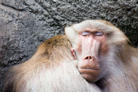 baboon sleeping with head resting on another baboonの写真素材