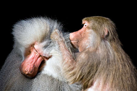 baboon grooming another closeup isolated on blackの写真素材