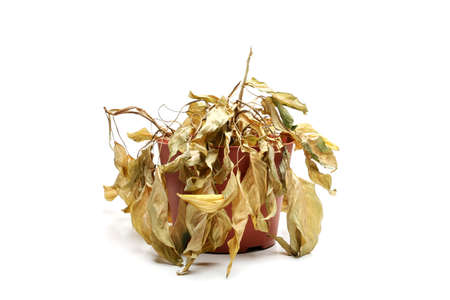 dead plant with dry leaves closeup isolated on whiteの写真素材