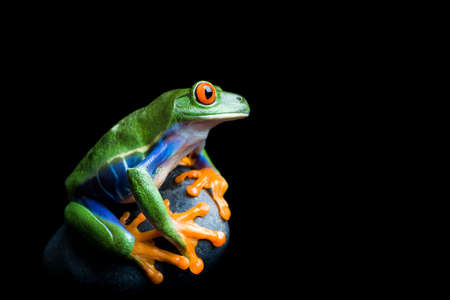 frog on a rock - a red-eyed tree frog clinging to his rock, isolated on blackの写真素材