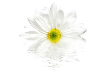 white daisy chrysanthemum with reflection isolated on whiteの写真素材