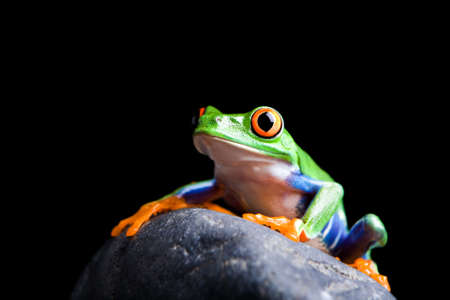 frog on a rock closeup isolated on blackの写真素材
