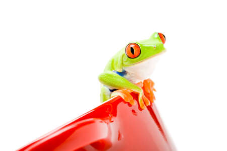 frog sitting on a pot isolated on whiteの写真素材