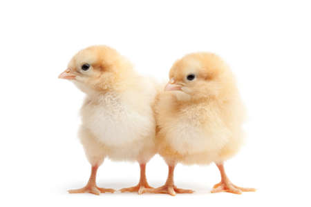 chicks isolated on white - two baby chickens (Buff Oprington)