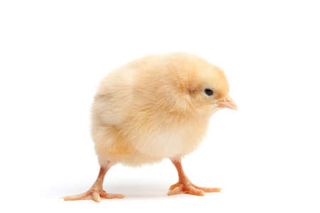 baby chick isolated on white - a funky Buff Orpington の写真素材