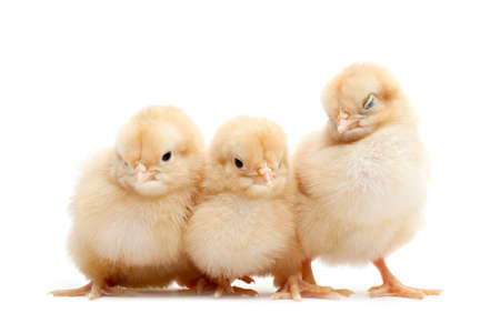 group of three cute fluffy chicks isolated on whiteの写真素材