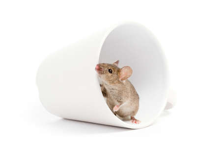 mouse looking out of a cup isolated on white backgroundの写真素材