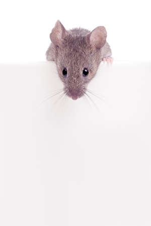 mouse looking over the edge isolated on white with copyspaceの写真素材