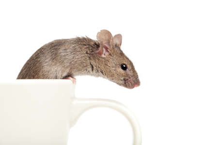 mouse looking over edge of a cup isolated on whiteの写真素材
