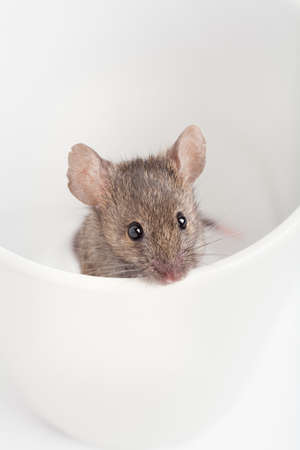 mouse looking out from a cup close upの写真素材