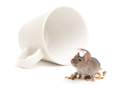 mouse with toppled coffee cup and food - looking up into distance - isolated on whiteの写真素材