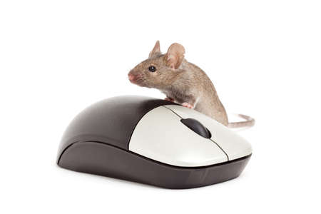 live grey mouse with computer mouse isolated on whiteの写真素材